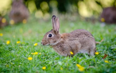 Las 7 soluciones para mejorar el bienestar de los conejos